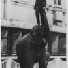 George Albert Braham stood on top of elephant